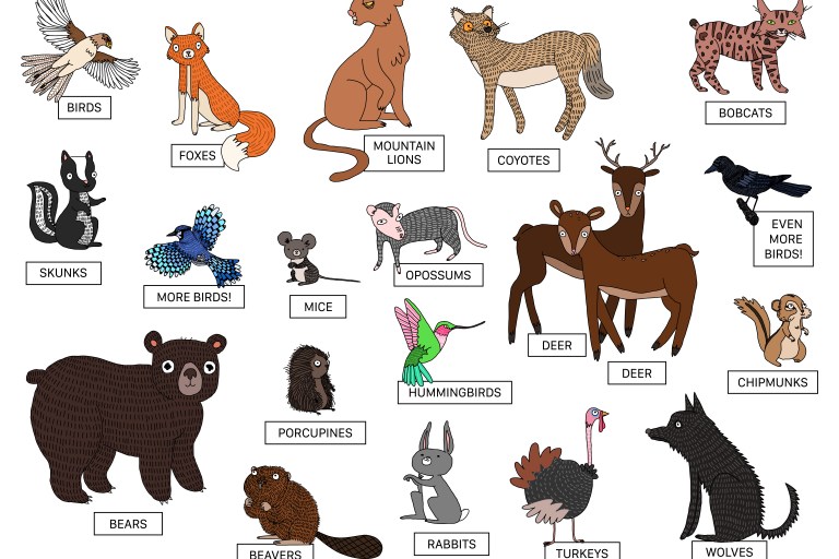 Animals and Wildlife at Clearing Farm